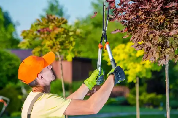tree services Forest Village
